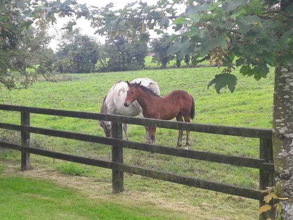 Bealkelly Country House Killaloe Luaran gambar